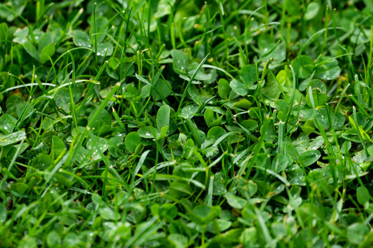 Image of grass-clover field