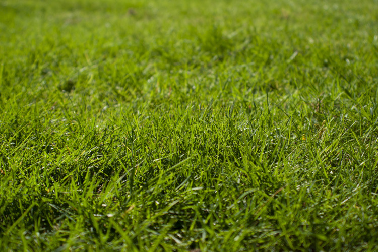 Image of grass field