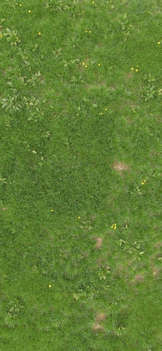 Dock on a grassfield