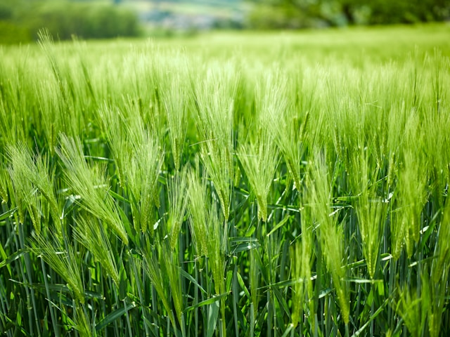 Image of wheat/spring barley