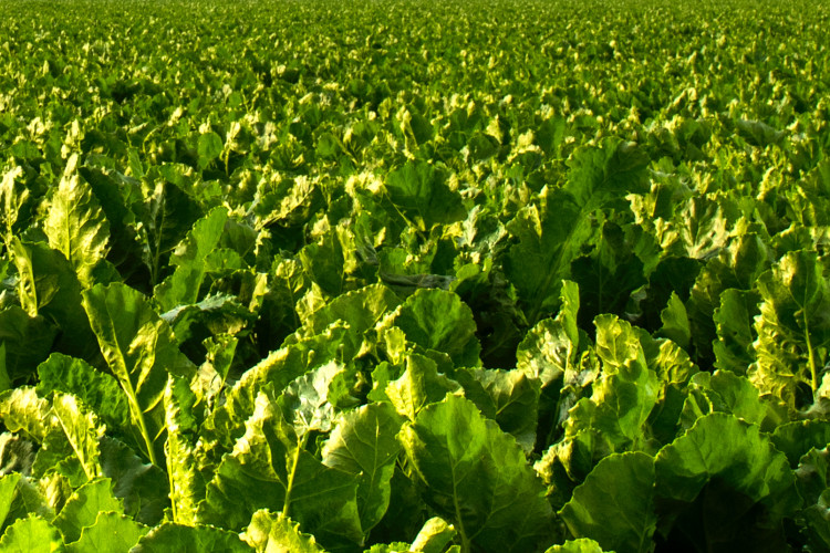 Image of sugat beet field