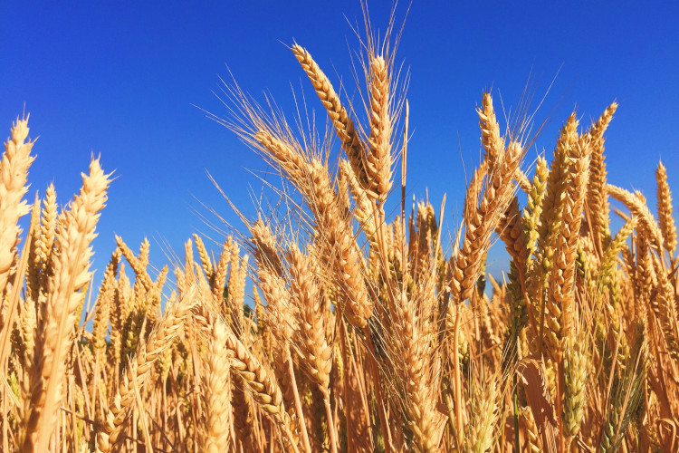 Image of wheat